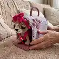 Chihuahua in a Carrier Bag Amigurumi Pattern step 4 - final assembly and finishing