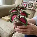 Watermelon Coleus Pattern step 1 - construction progress