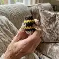 Crochet bumblebees Amigurumi Pattern step 1 - construction progress