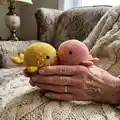 Wallace and Wanda Whales Amigurumi Pattern step 2 - assembly progress